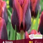 Van Noort Tulip - Slawa -6/Pkg