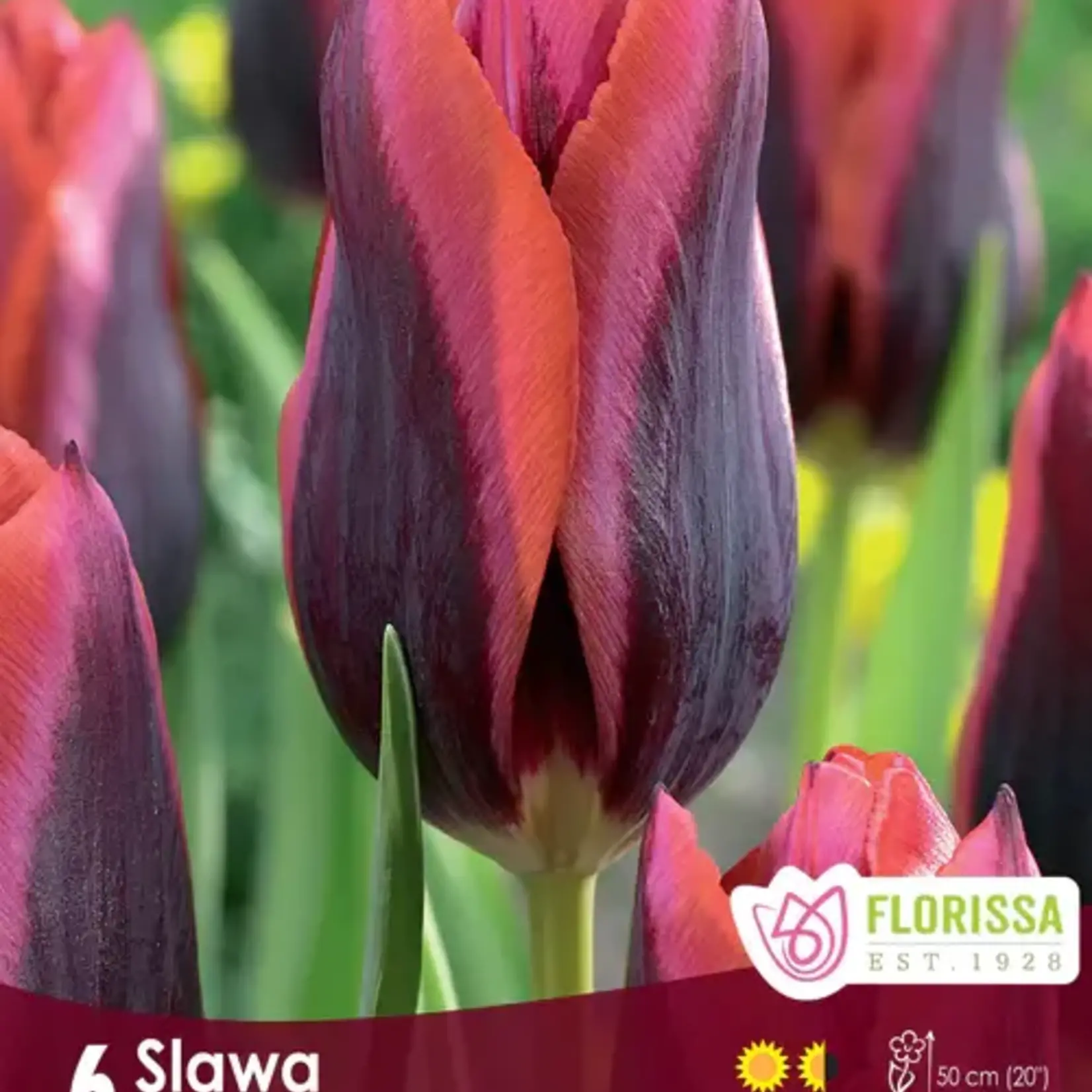 Van Noort Tulip - Slawa -6/Pkg