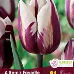 Van Noort Tulip - Rem's Favourite 6/Pkg