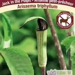 Van Noort Arisaema Triphyllum - Jack in the Pulpit 2/Pkg