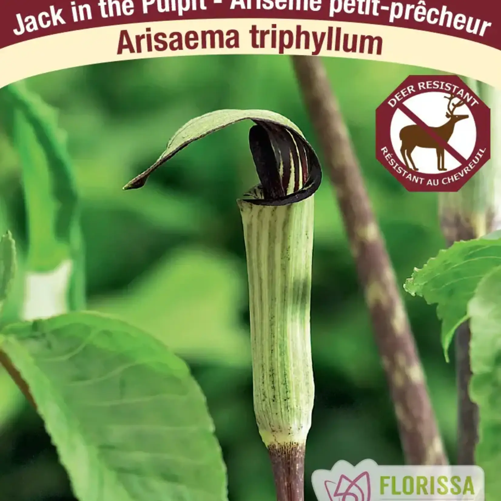 Van Noort Arisaema Triphyllum - Jack in the Pulpit 2/Pkg