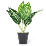 Md Grn/Wht Leaf Plant-14"H
