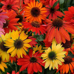 ECHINACEA 'CHEYENNE SPIRIT'/Cheyenne Spirit Red/Yellow/Pink Coneflower 1G