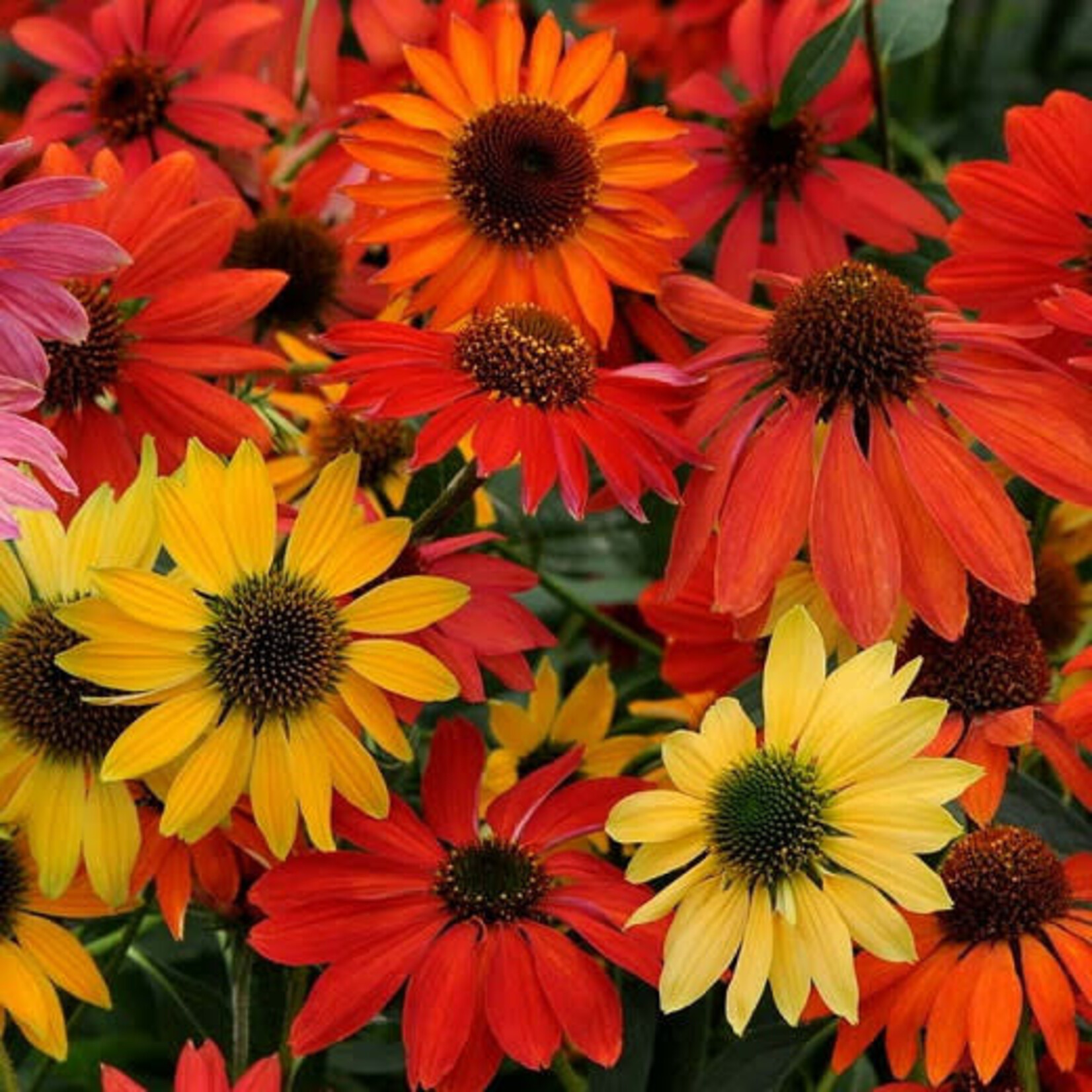 ECHINACEA 'CHEYENNE SPIRIT'/Cheyenne Spirit Red/Yellow/Pink Coneflower 1G