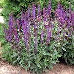 Sage / Salvia Caradonna 15cm