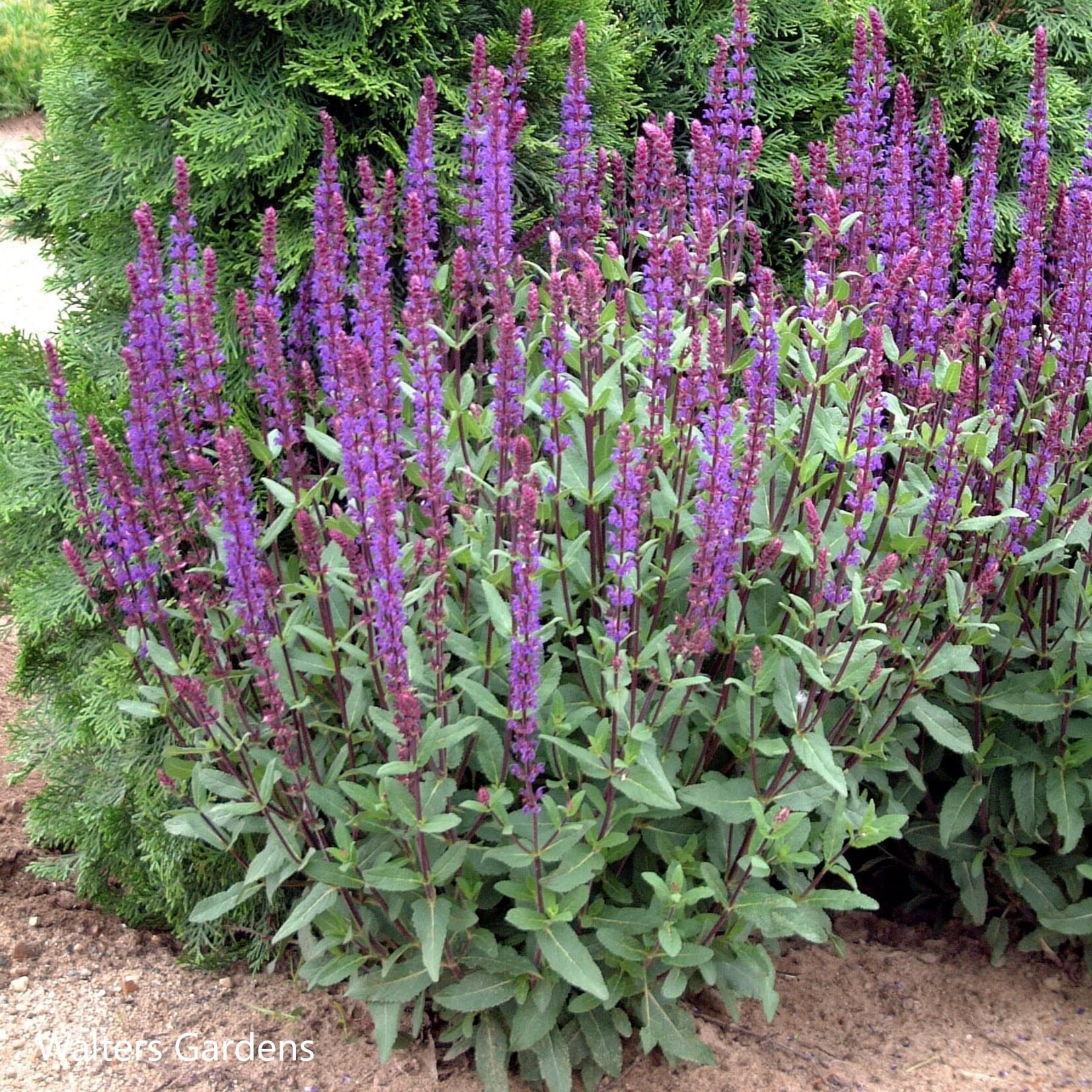 Sage / Salvia Caradonna 15cm