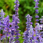 Sage Russian Little Spire 15cm