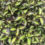 Weigela Vinho Verde 2G