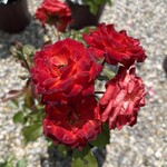 Rose Charisma FL - Red/Yellow 2G