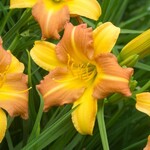 Daylily - Everydaylily Punch Yellow 1G