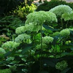 Hydrangea Smooth Annabelle 2G