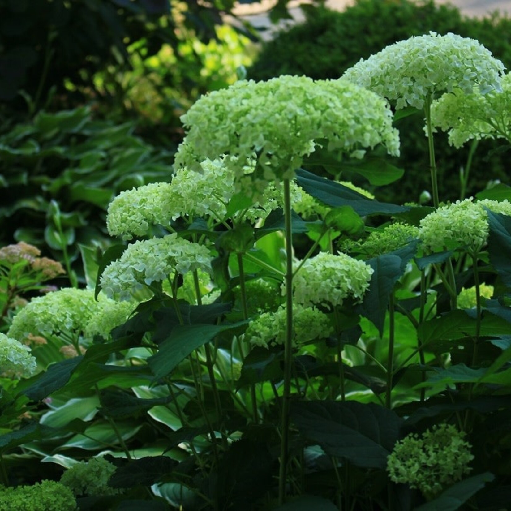 Hydrangea Smooth Annabelle 2G