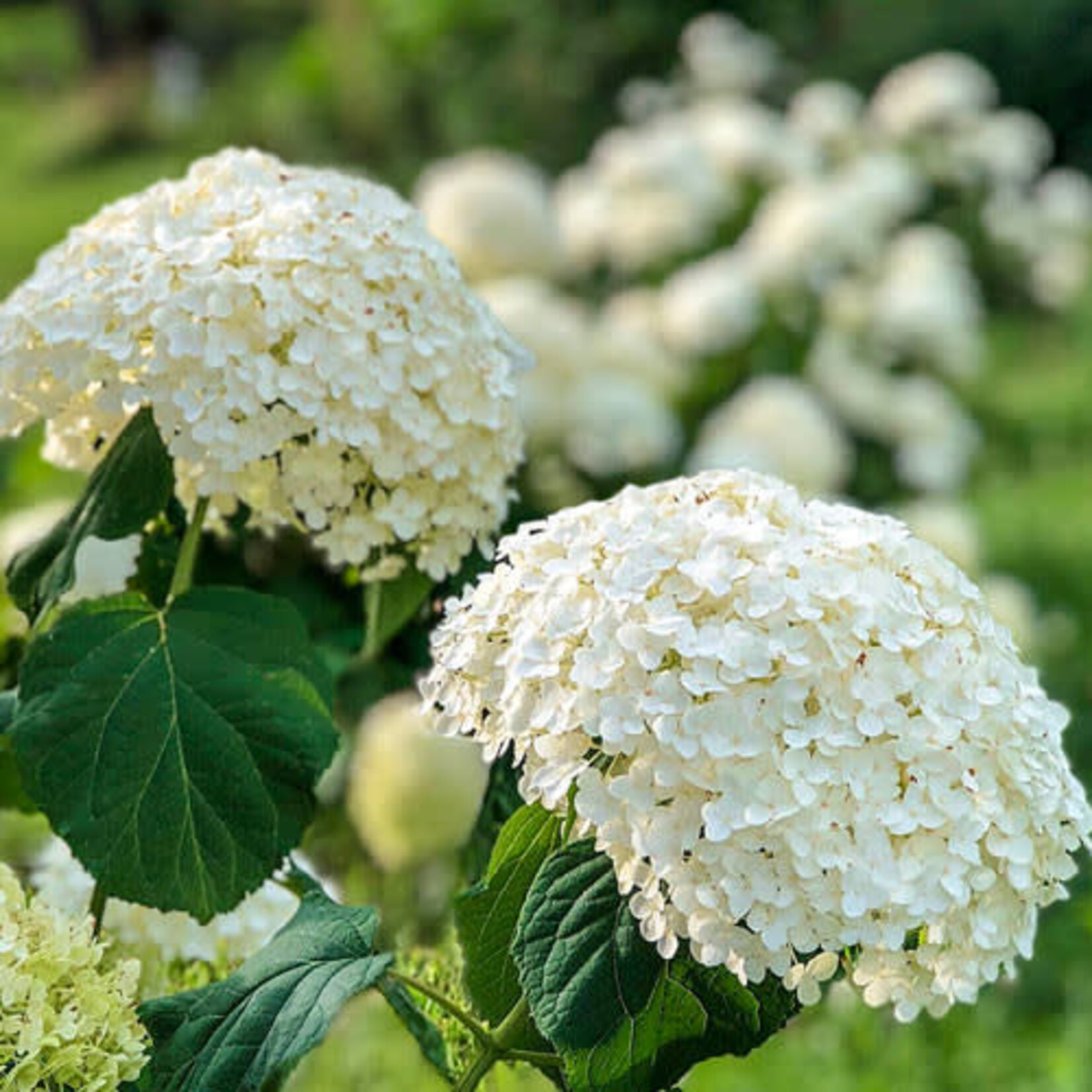 Hydrangea Smooth Annabelle 2G