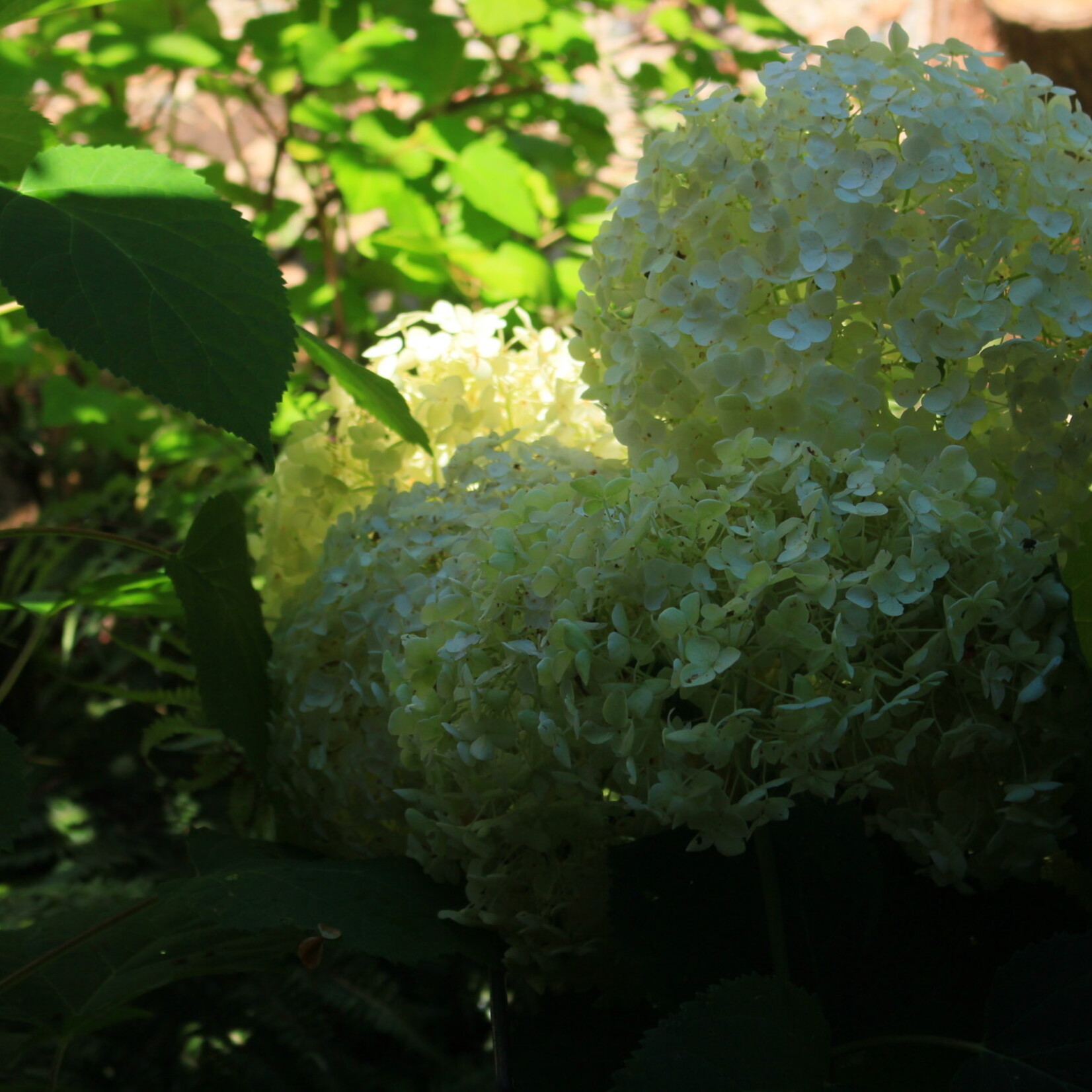 Hydrangea Smooth Annabelle 2G