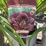 Daylily - Night Embers 1G