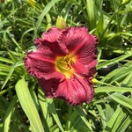 Daylily - Siloam Paul Watts 1G