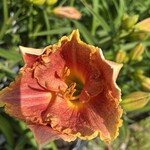Daylily - Longfield Marmalade 1G