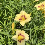 Daylily - Longfield Angel 1G