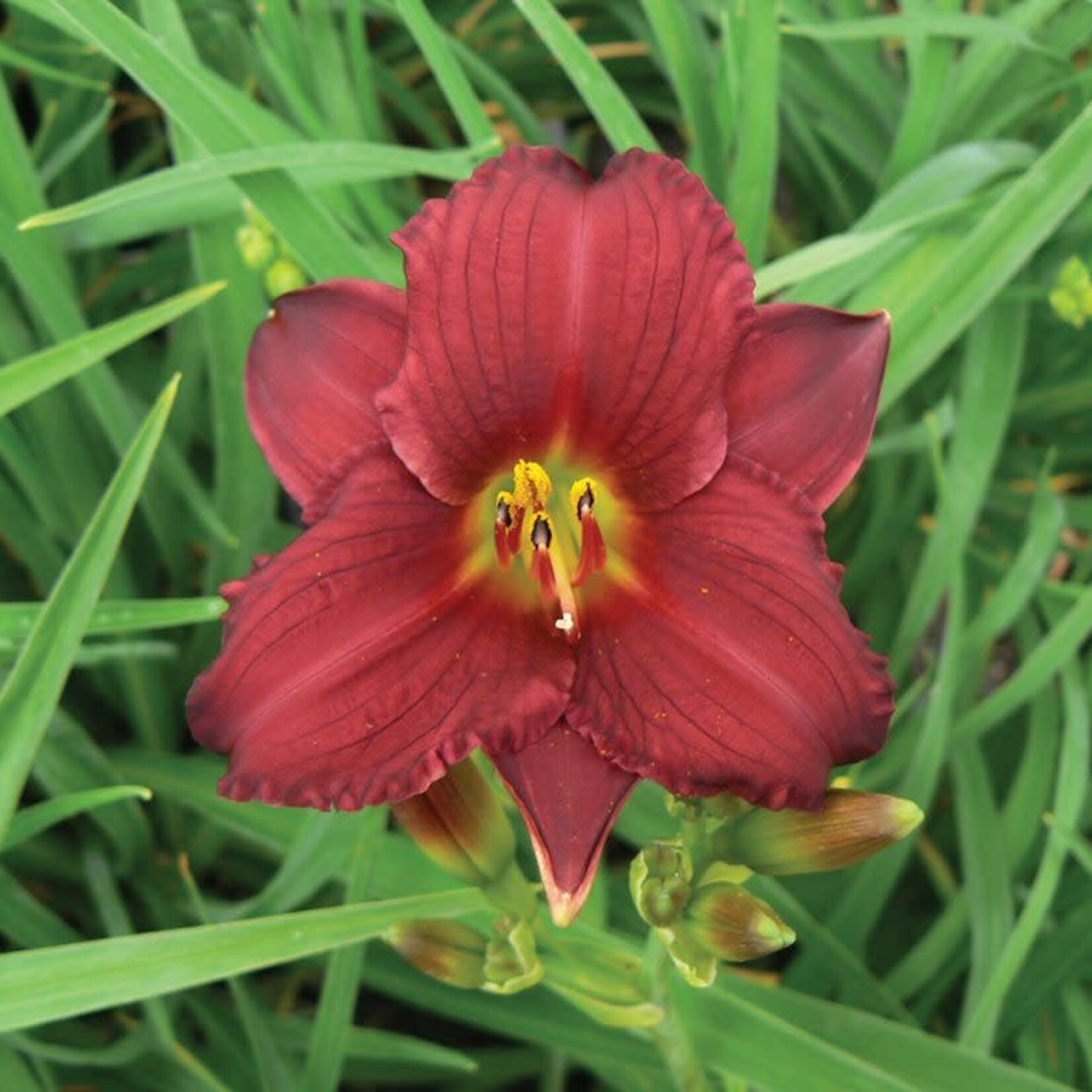 Daylily - Ruby Stella 1G