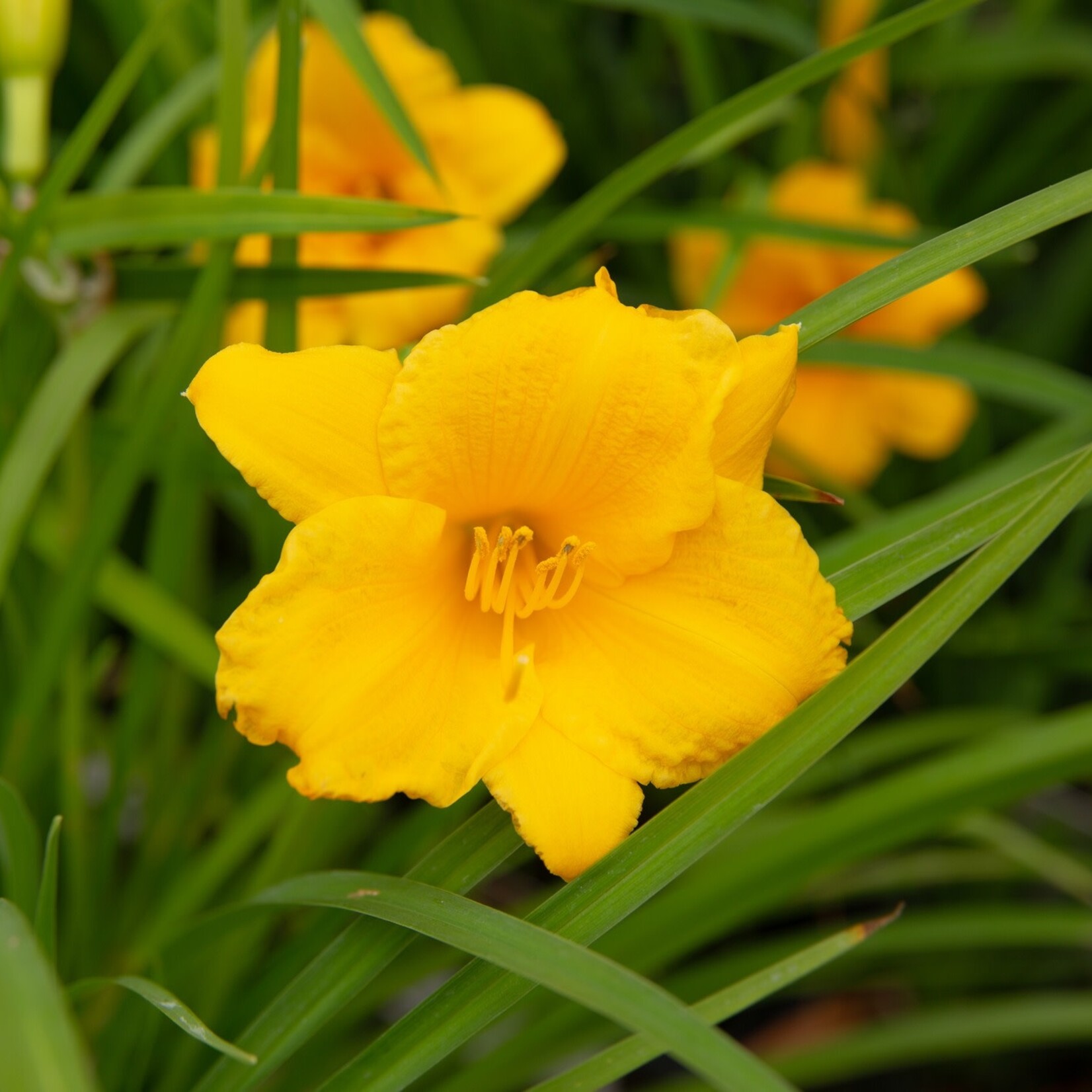 Daylily - Stella D'Oro   2G