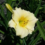 Daylily - Longfield Pearl 1G