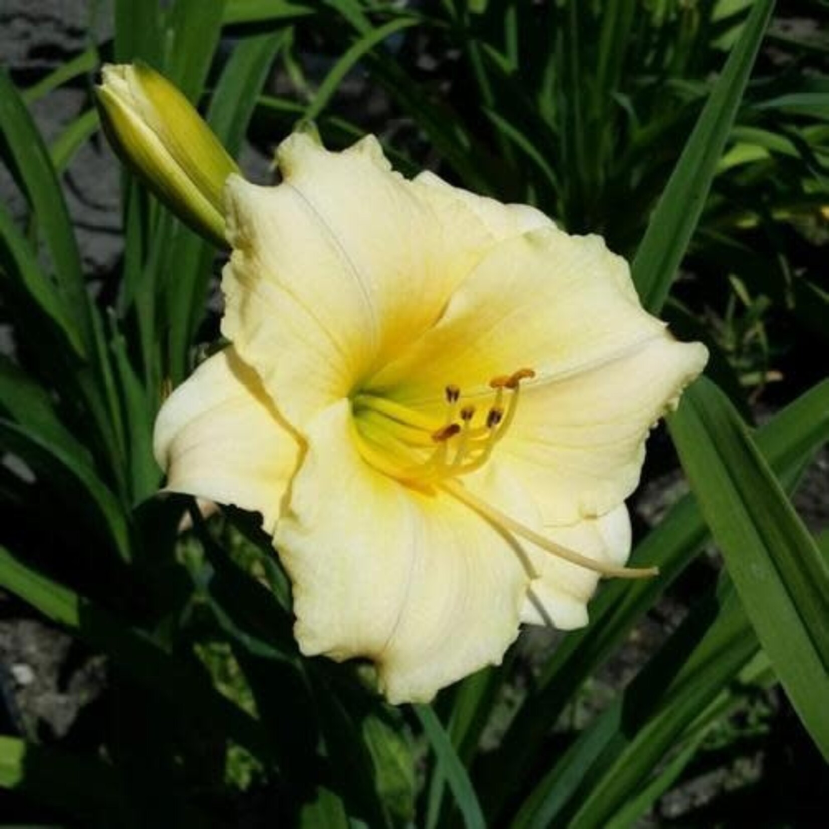 Daylily - Longfield Pearl 1G