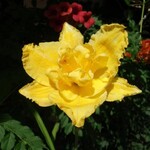 Daylily - Longfield Maxim1G