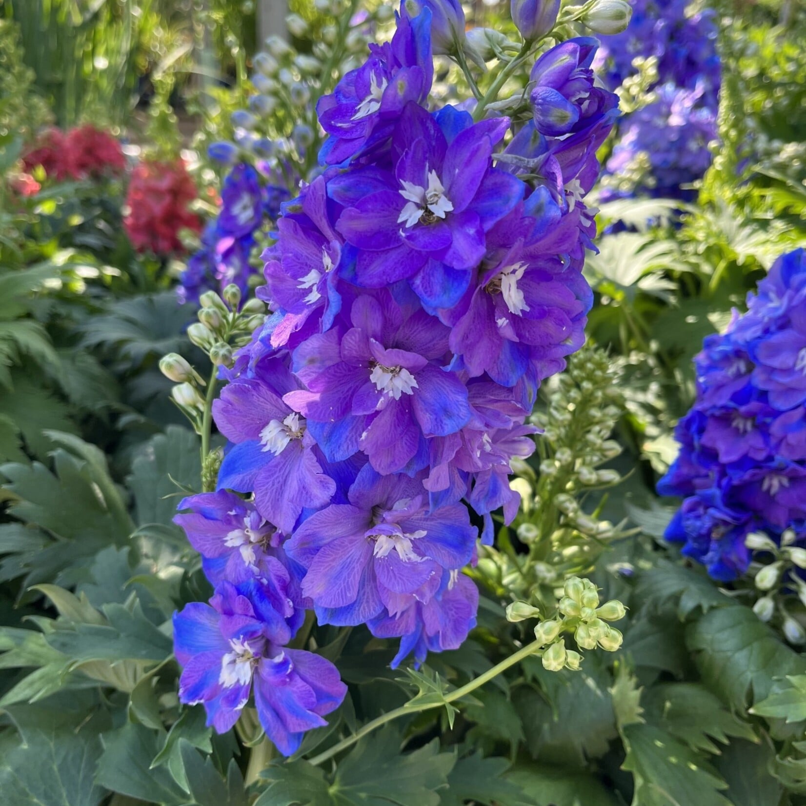 Delphinium Guardian Blue 20cm