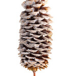 Sugar Cone Frosted Glitter - Bulk