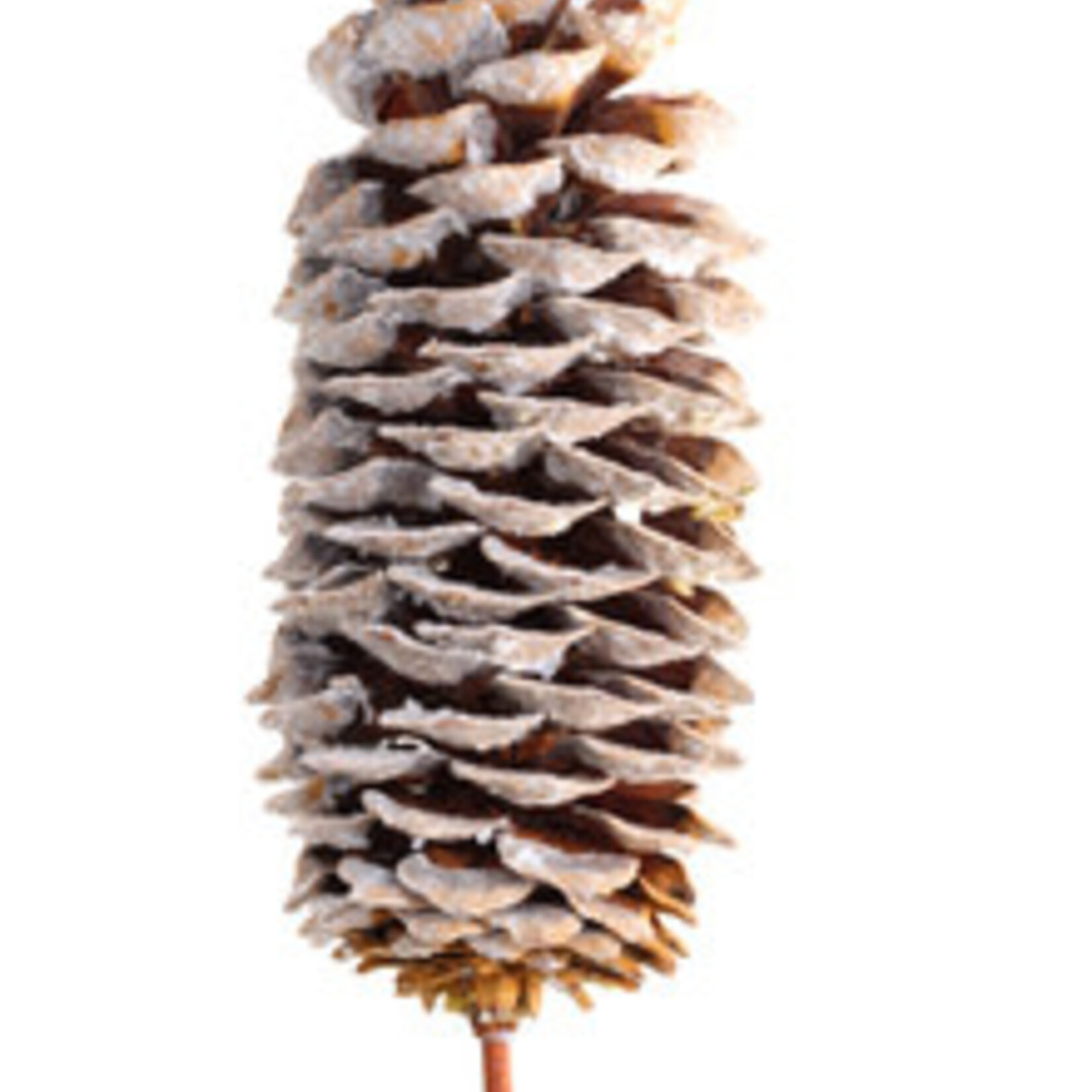 Sugar Cone Frosted Glitter - Bulk
