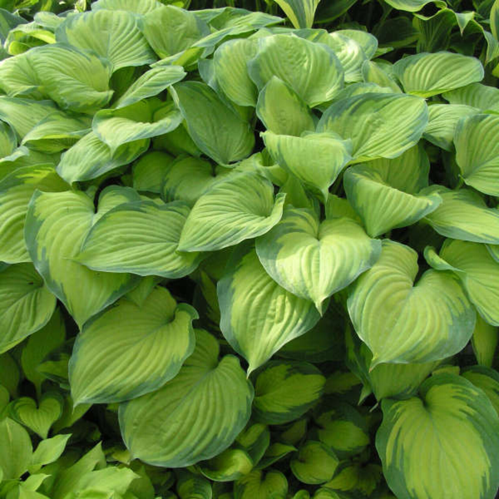 Hosta - Guacamole 15cm