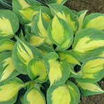 Hosta Beach Boy 1G