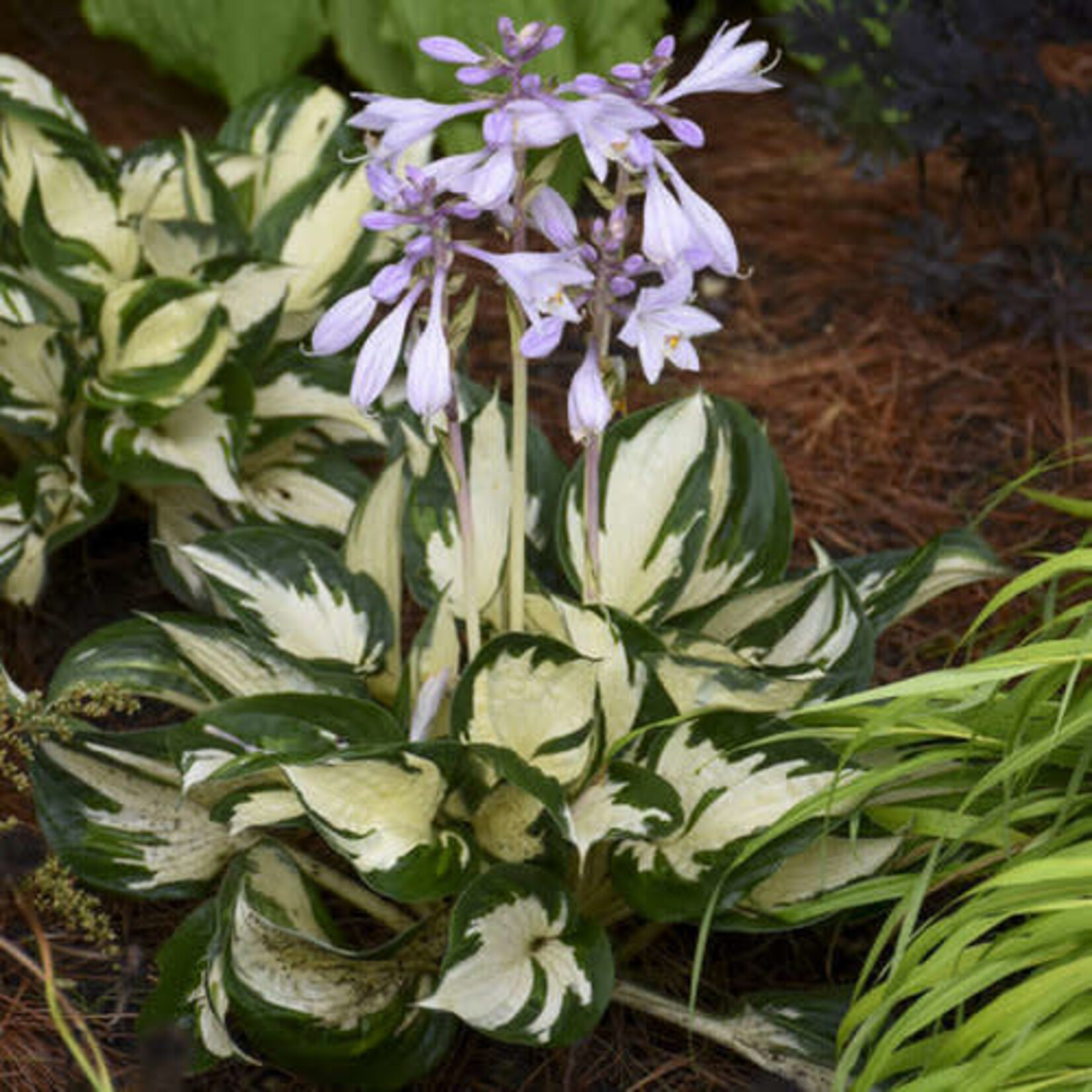 Hosta Fire and Ice 2Gal