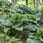 Hosta - Big Daddy 1G