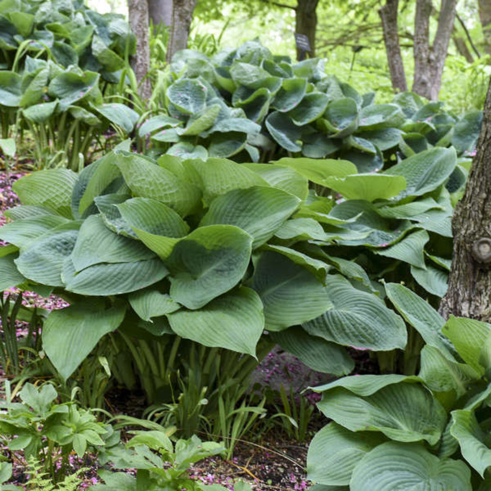 Hosta - Big Daddy 1G