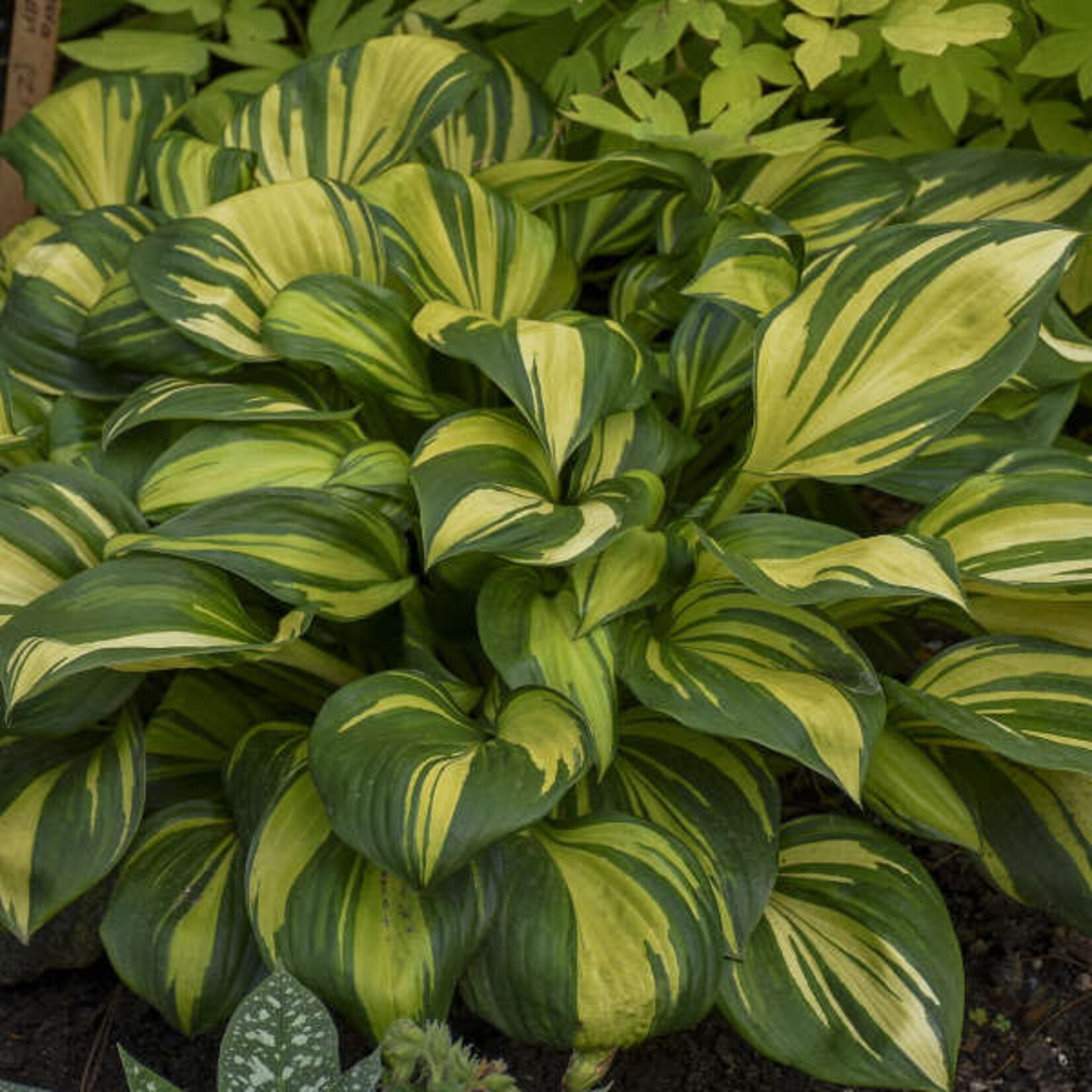 Hosta - Rainbows End 1G