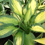 Hosta 'Paul's Glory' 15cm