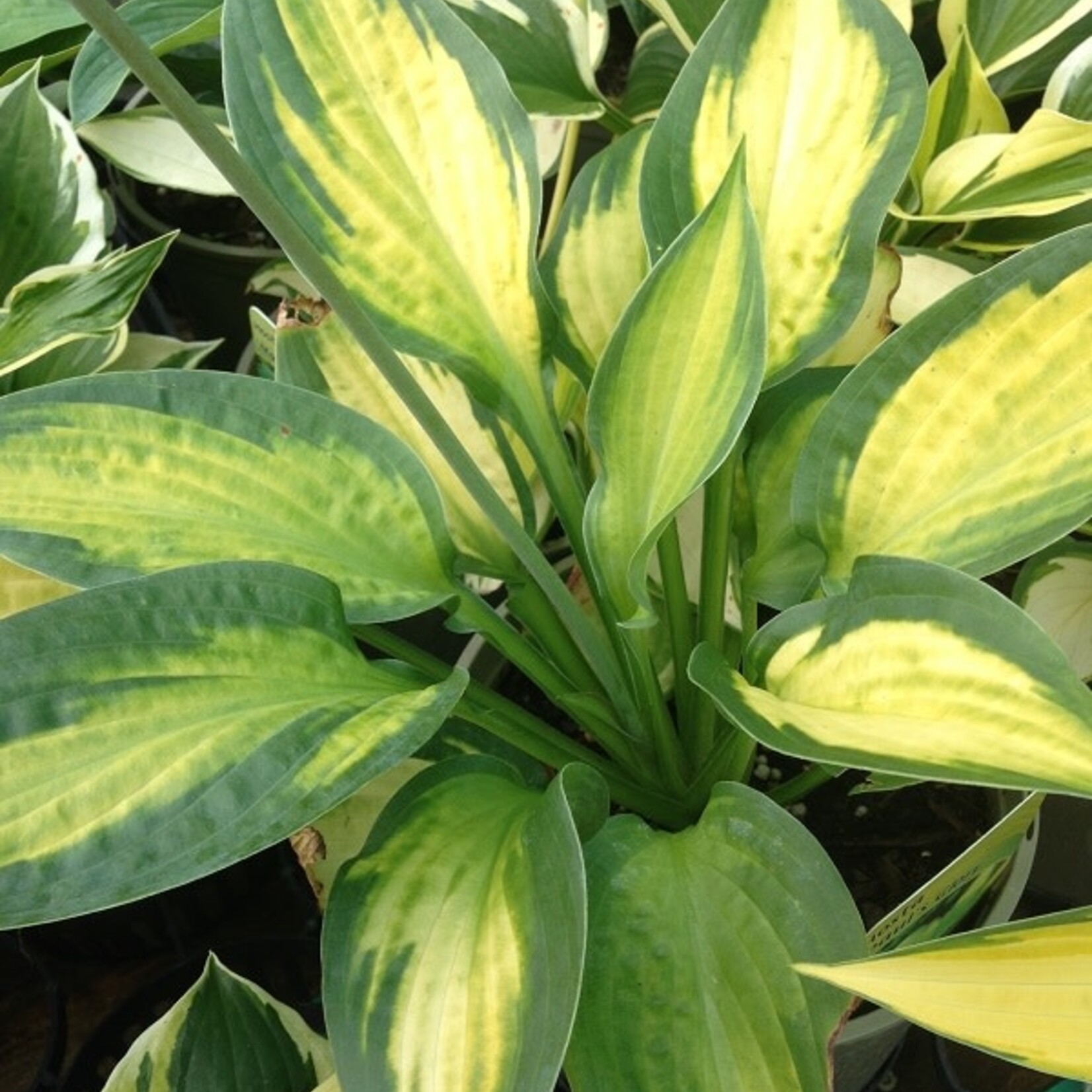 Hosta 'Paul's Glory' 15cm