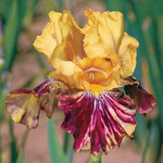 Iris Bearded Ziggy 15cm