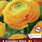 Ranunculus Amandine Yellow 5pkg.