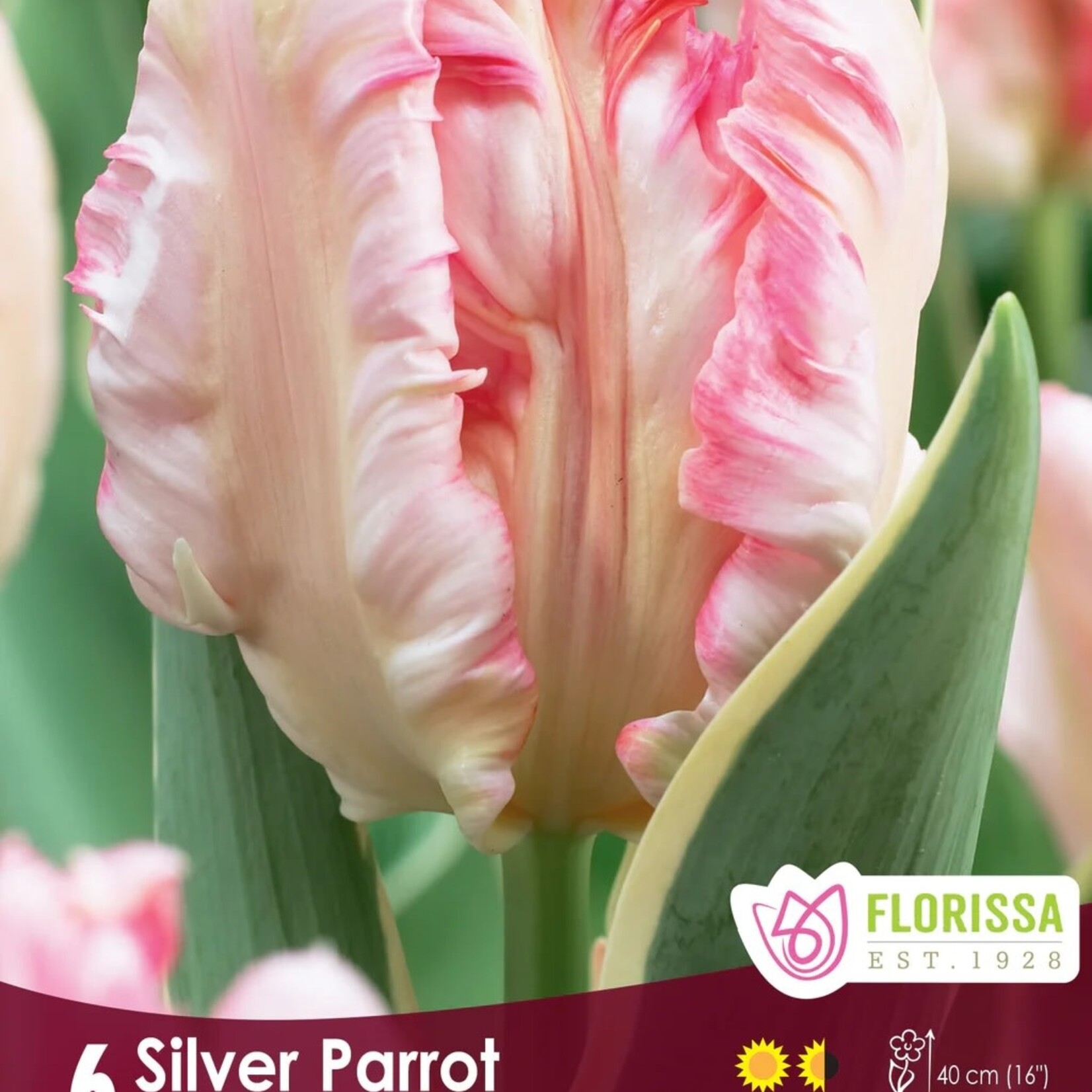 Van Noort Tulip Parrot - Sliver Parrot 6/Pkg