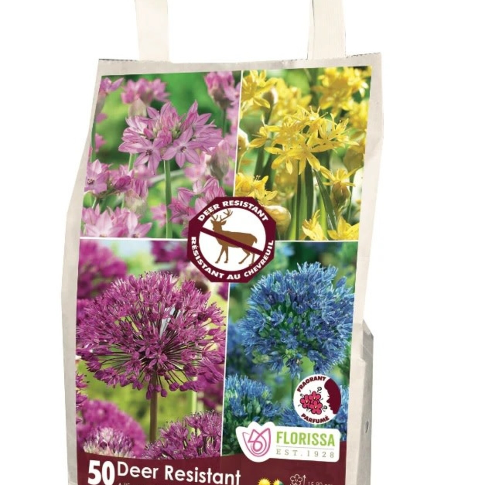 Van Noort Alliums - Spring Flowering 50 pkg