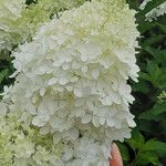 Hydrangea Phantom Std 7G
