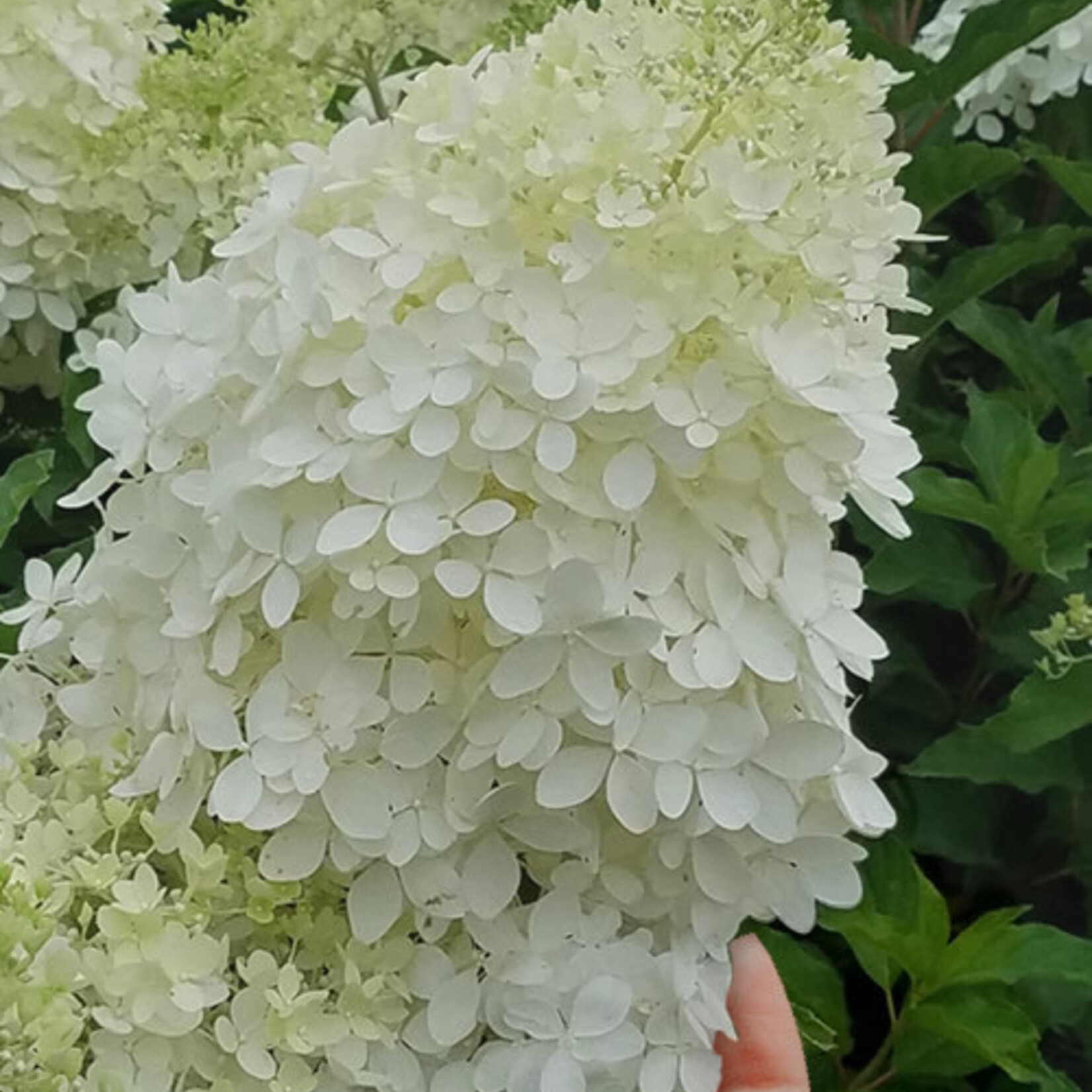 Hydrangea Phantom Std 7G
