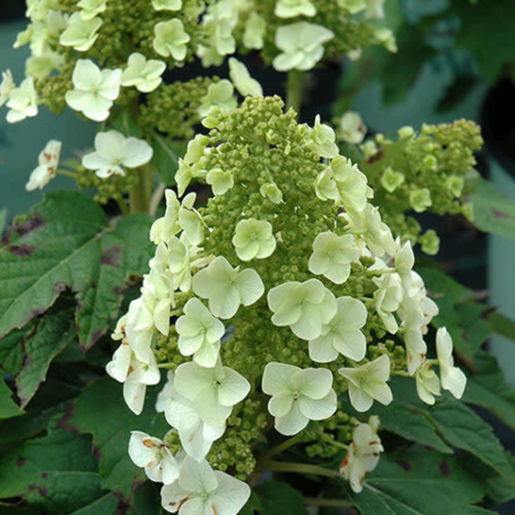 Oakleaf Hydrangea Munchkin 3G