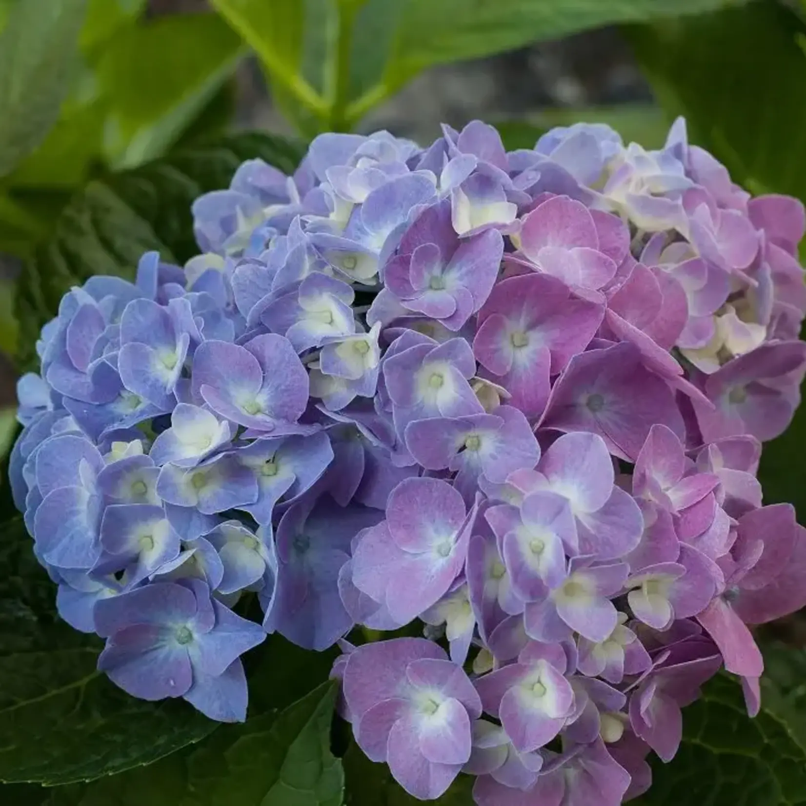 Proven Winners Big Leaf Hydrangea - Let's Dance Blue Jangles 2G