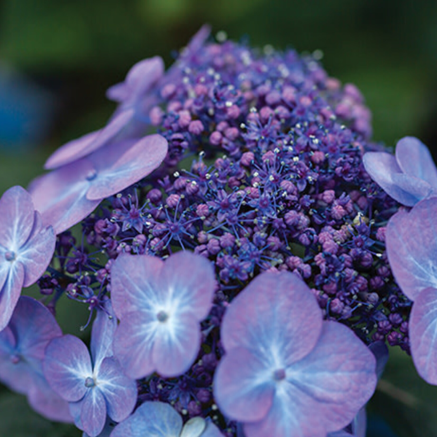 Proven Winners Big Leaf Hydrangea Pop Star 3G