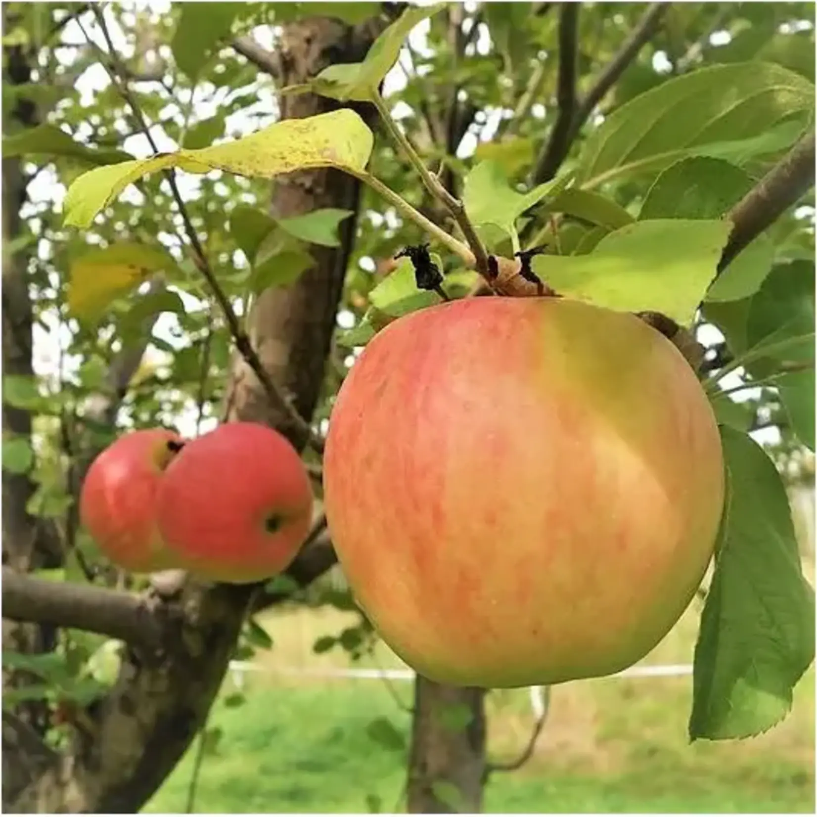 Apple Northern Spy 7G