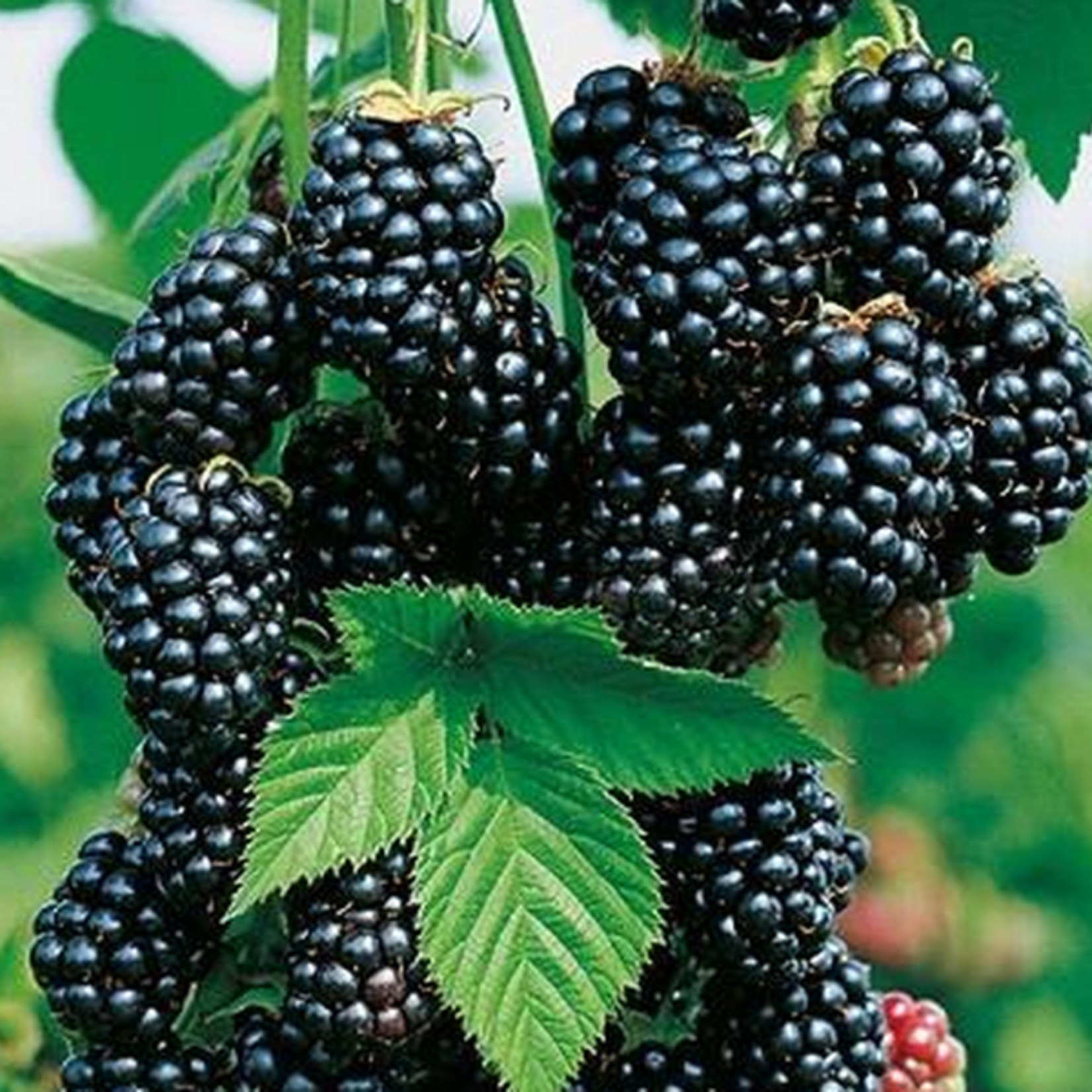 Blackberry Black Satin 2G