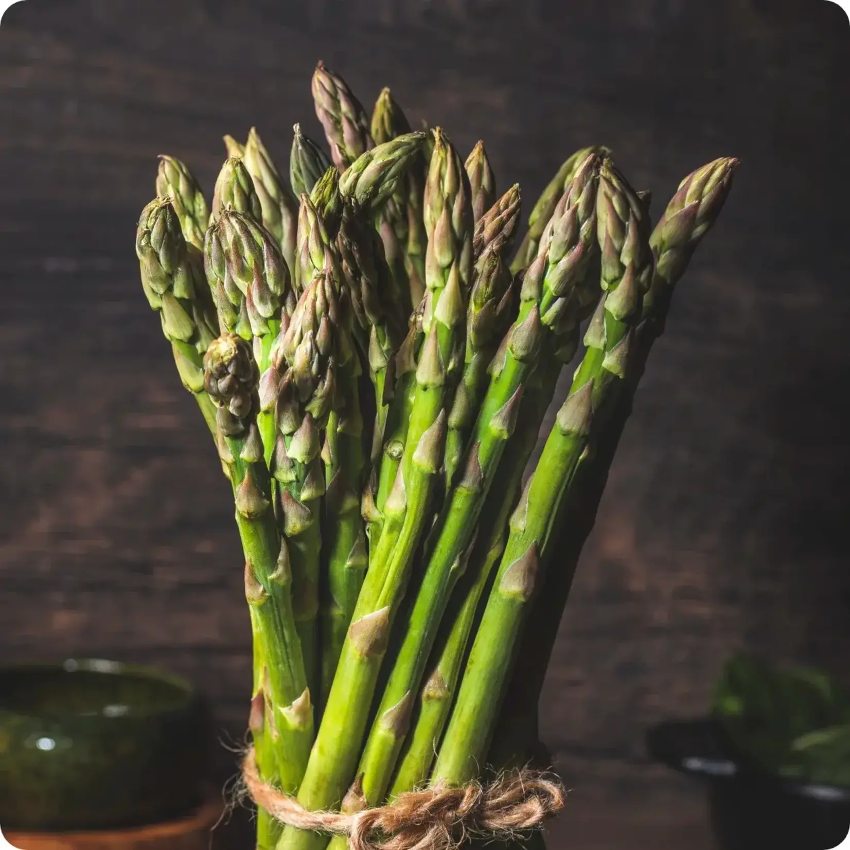 Asparagus Mary Washington 1G